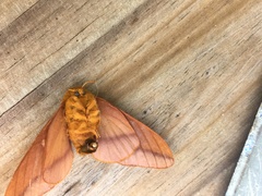 Anisota pellucida