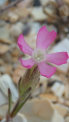 Silene subconica