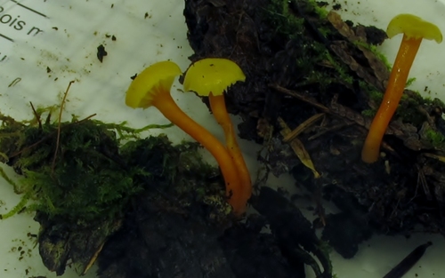 Spangle Waxcap