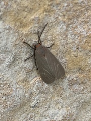 Pygarctia pterygostigma