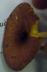 Tricholomopsis flammula image