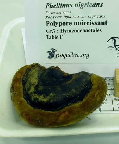 Phellinus nigricans