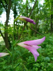 Gladiolus italicus
