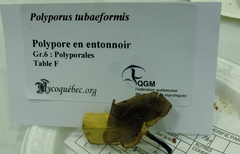 Polyporus tubaeformis image