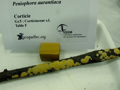 Peniophora aurantiaca image