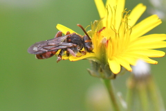 Nomada integra