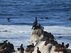 Phalacrocorax neglectus