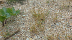 Holosteum umbellatum