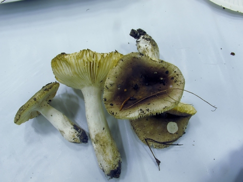Russula pelargonia image