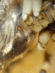 Neoscona theisi