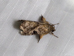 Callopistria trilineata