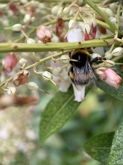 Bombus terrestris