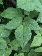 Aegopodium podagraria