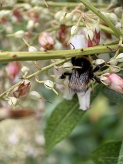 Bombus terrestris