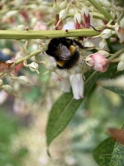 Bombus terrestris