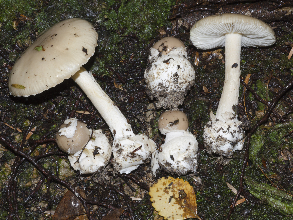 Fenced Amanita