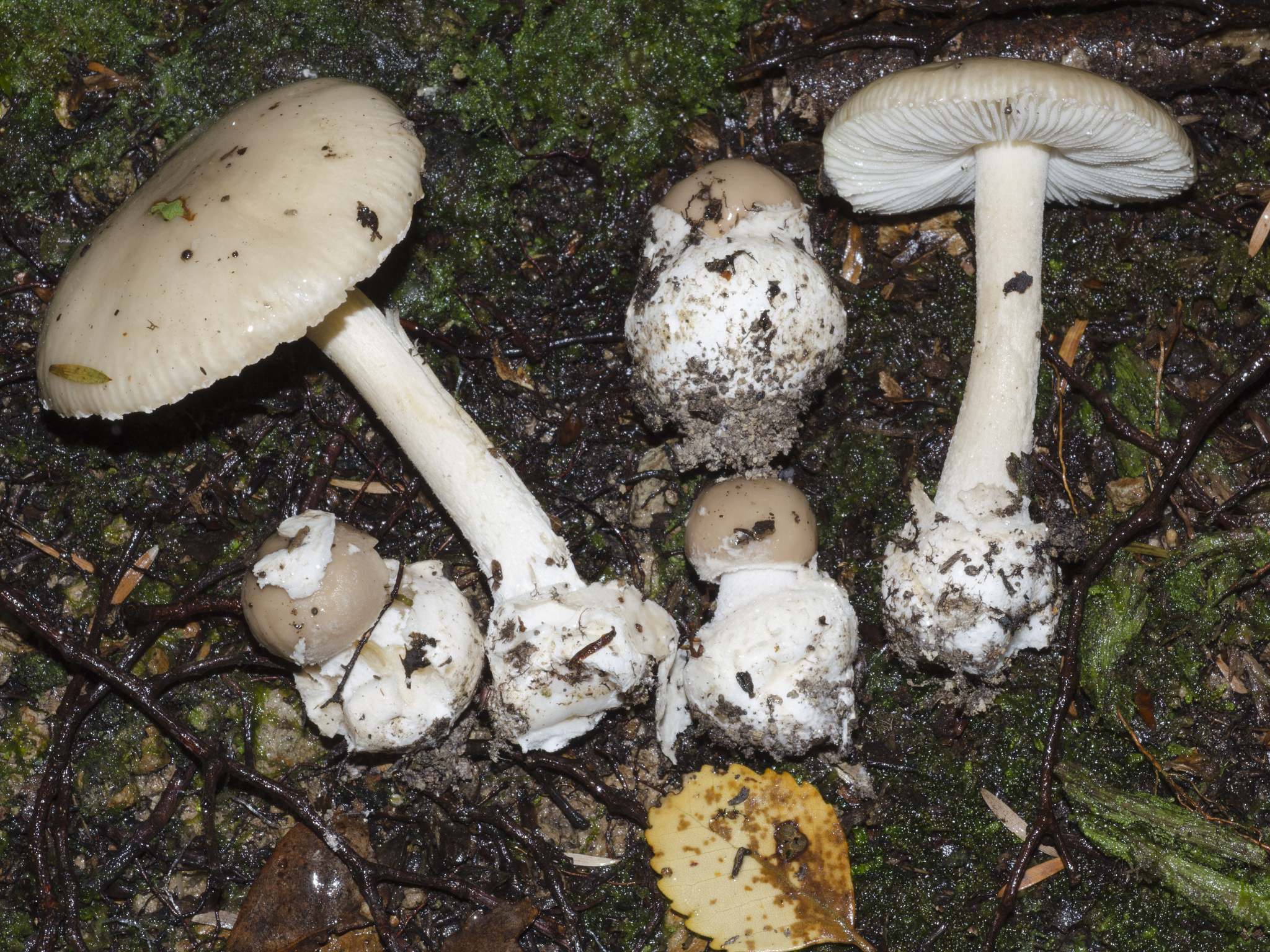 Amanita taiepa image