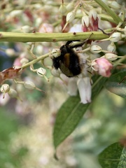 Bombus terrestris