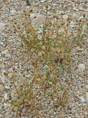 Holosteum umbellatum
