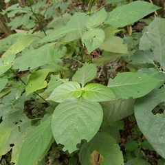 Isoglossa woodii