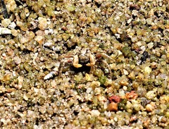 Scopimera intermedia