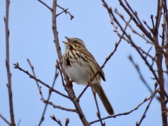 Melospiza melodia image