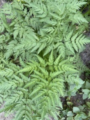 Anthriscus sylvestris