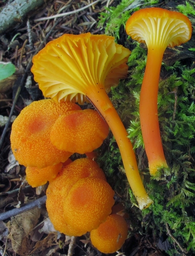 Goblet Waxcap