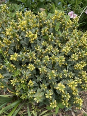 Lamium galeobdolon flavidum