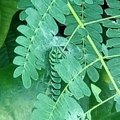 Polyura hebe plautus