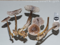 Mycena vinacea