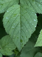 Aegopodium podagraria