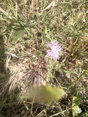 Centaurea aspera aspera
