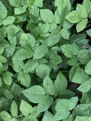 Aegopodium podagraria