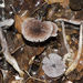 Mycena vinacea - Photo (c) Jerry Cooper, some rights reserved (CC BY), uploaded by Jerry Cooper