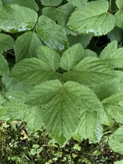 Aegopodium podagraria