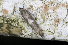 Acrolepiopsis assectella