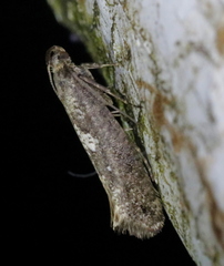 Acrolepiopsis assectella
