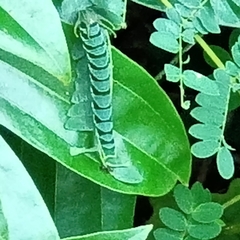 Polyura hebe plautus