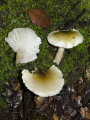 Tricholoma viridiolivaceum
