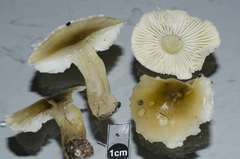 Tricholoma viridiolivaceum