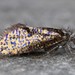 Chinquapin Leafminer Moth - Photo (c) edporopat, some rights reserved (CC BY-NC), uploaded by edporopat