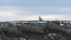 Bubo scandiacus image
