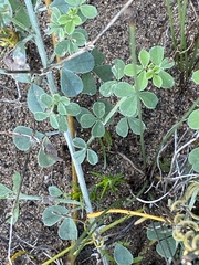 Indigofera candicans