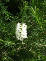 Melaleuca armillaris