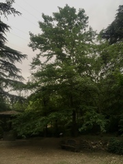 Quercus castaneifolia