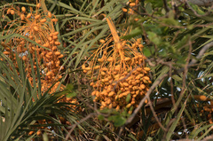 Phoenix sylvestris