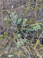 Indigofera candicans