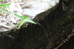 Prodasineura autumnalis