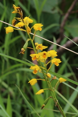 Eulophia odontoglossa